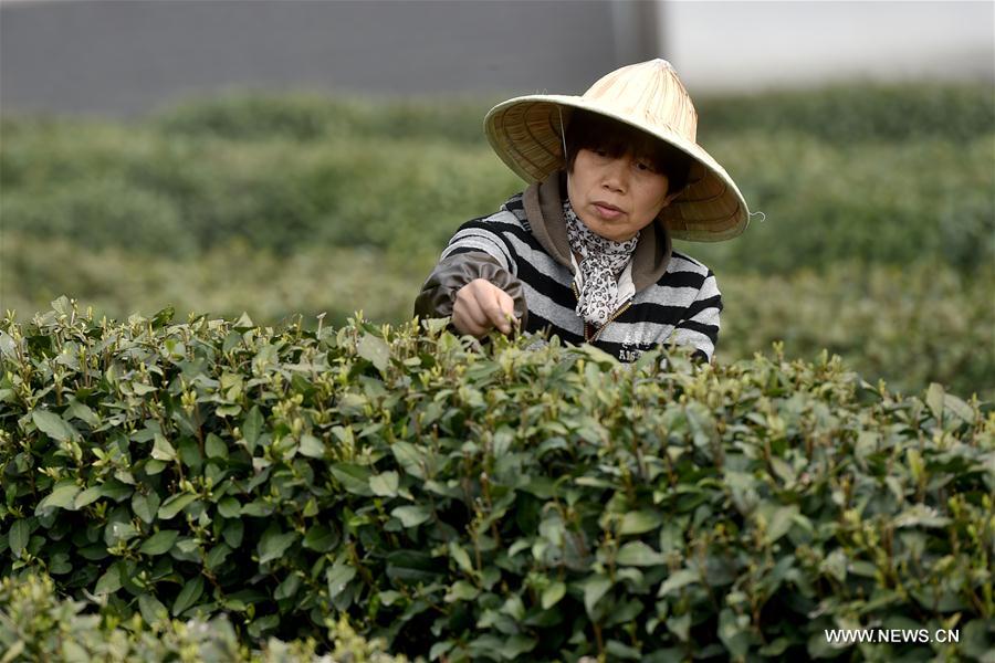 CHINA-ZHEJIANG-WEST LAKE LONGJING TEA-HARVEST (CN)