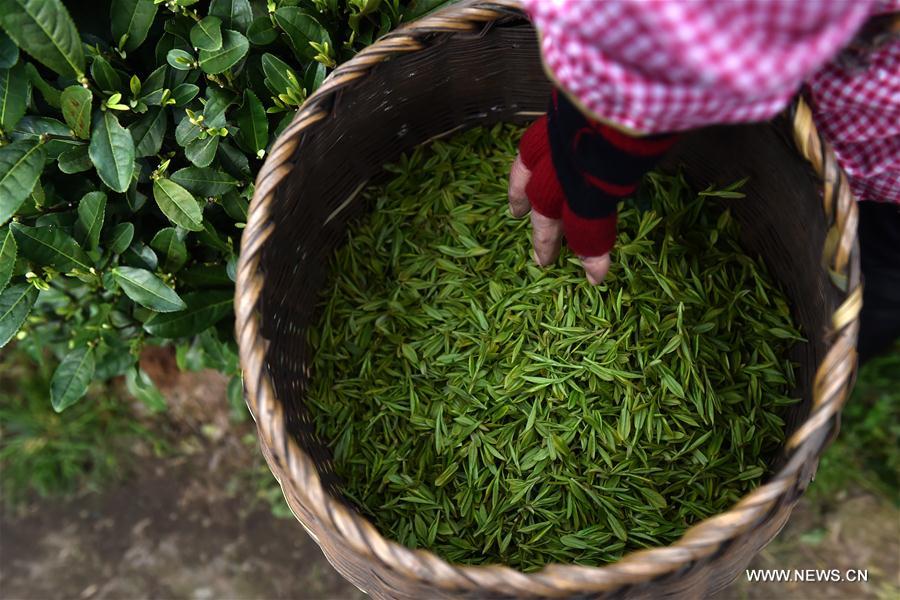 CHINA-ZHEJIANG-WEST LAKE LONGJING TEA-HARVEST (CN)
