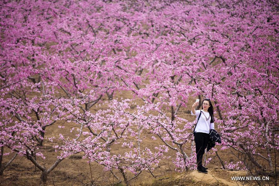 Spring flowers in full blossom across China Xinhua English.news.cn