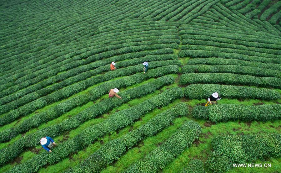 CHINA-FUJIAN-TEA-HARVEST (CN)