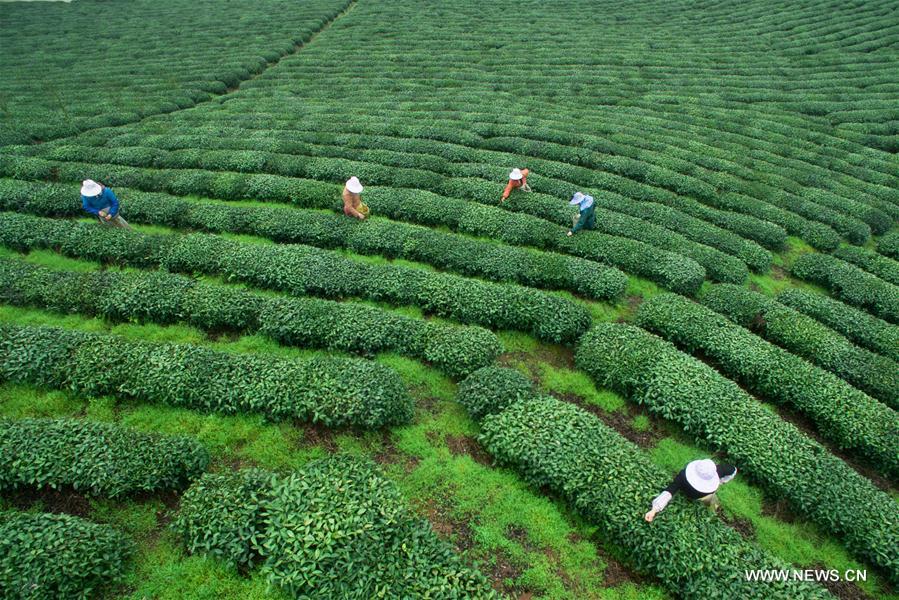 CHINA-FUJIAN-TEA-HARVEST (CN)