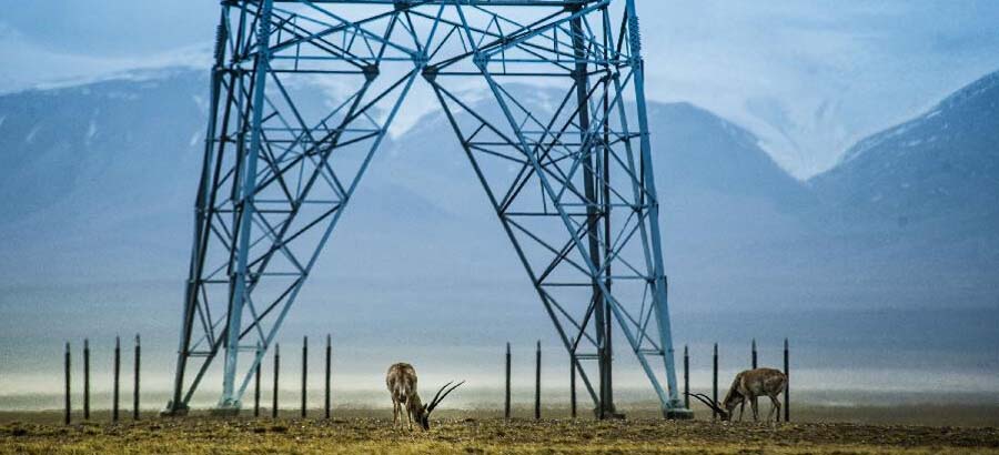 Number of Tibetan antelopes on rise in NW China