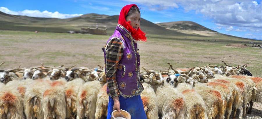 N Tibet enters sheep-milking season in summer