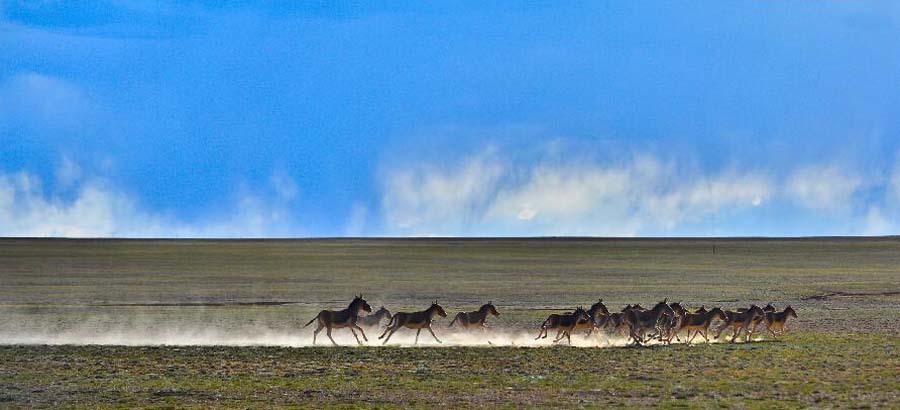 Number of Tibetan kiangs increases in Qiangtang Nature Reserve