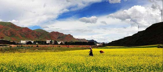 Rape flowers bloom in Bolo, China's Tibet