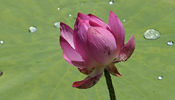 Lotus flowers bloom in Yinchuan