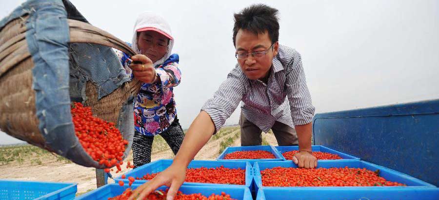 Farmers start to harvest Chinese wolfberries in NW China