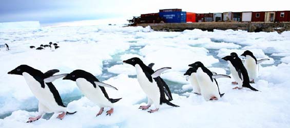 Penguins play near Zhongshan Antarctic Station