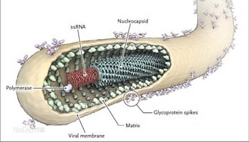 Ebola deals heavy blow on Air Namibia