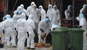 Bird flu outbreaks reported in two Mexican states