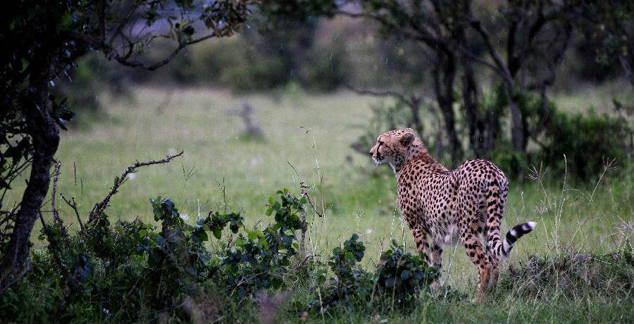 Animal Kingdom: Masai Mara National Reserve in Kenya