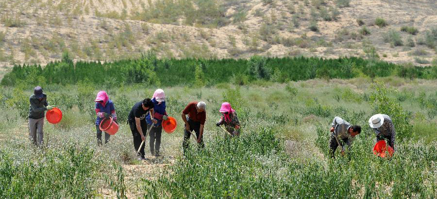 In pics: rare plant tetraena mongolica in NW China' Ningxia