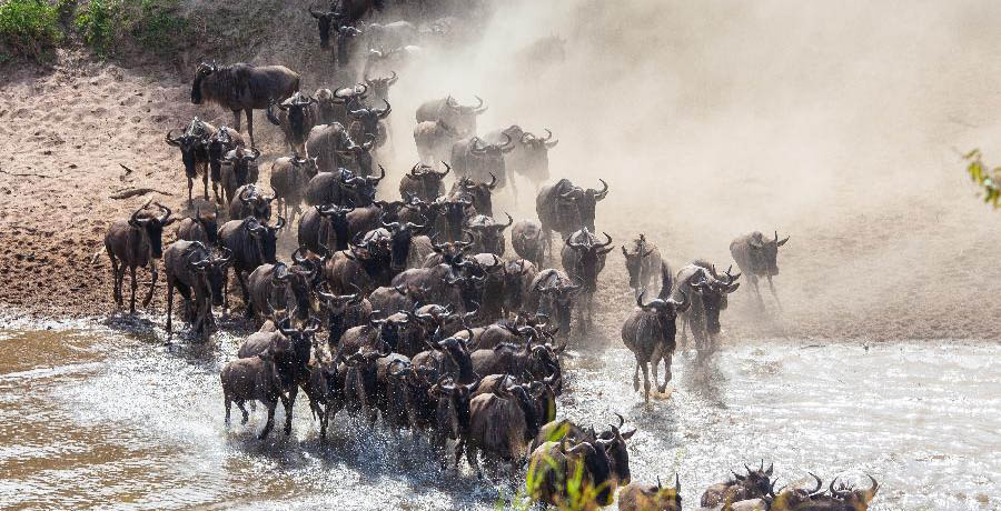 Wildebeests wade across river in Kenya