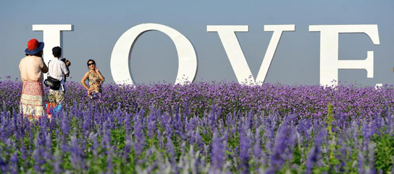 Lavender garden becomes popular destination for tourists in Ningxia