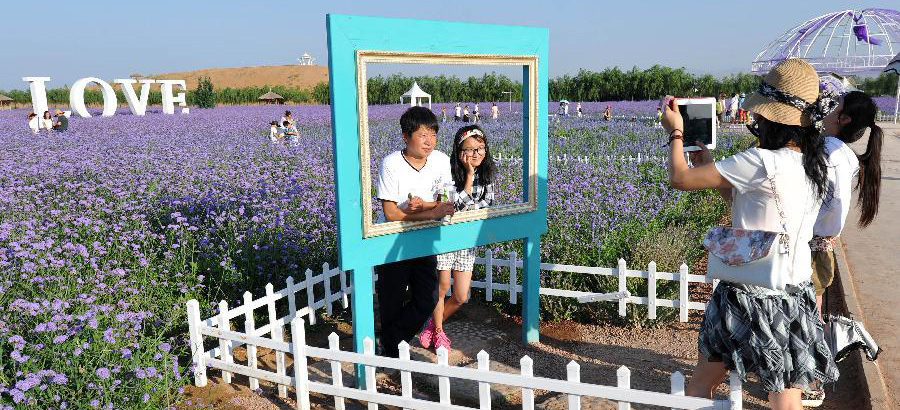 Lavender garden becomes popular destination for tourists in Ningxia
