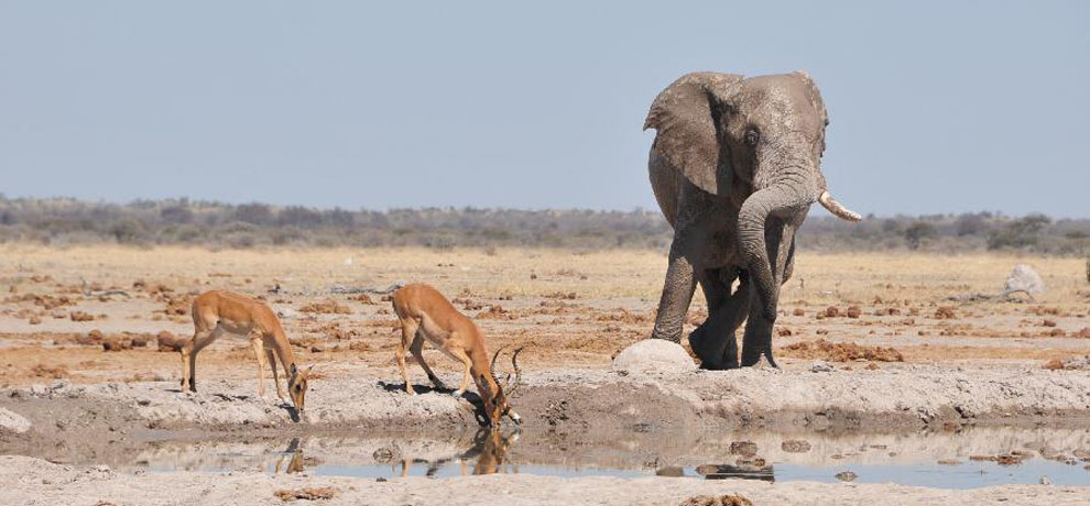 In pictures: animal kingdom at Nxai Pan National Park