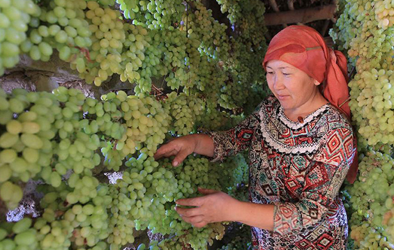Xinjiang raisins made by drying grapes in clay structures