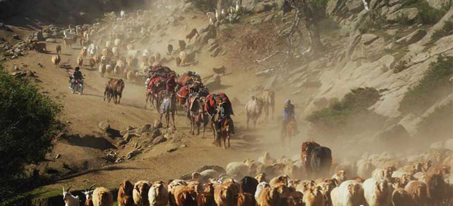 Incredible seasonal livestock migration in Xinjiang
