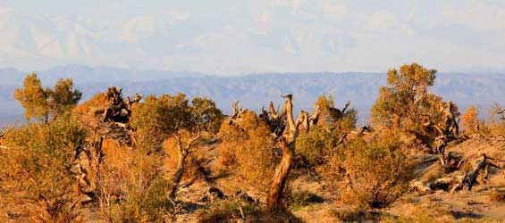 Scenery of golden populus diversifolia trees in China's Xinjiang