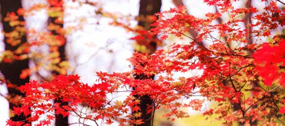 Search for beautiful scenery in autumn