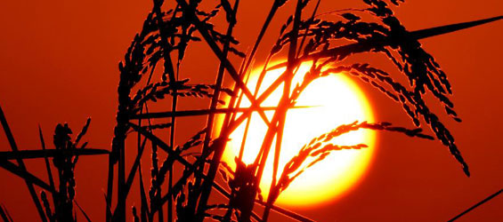 Autumn scenery of wheat fields in China's Inner Mongolia