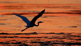 Pics: Egret in sunset on Xin'anjiang River