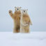 Lovely moments of polar bears