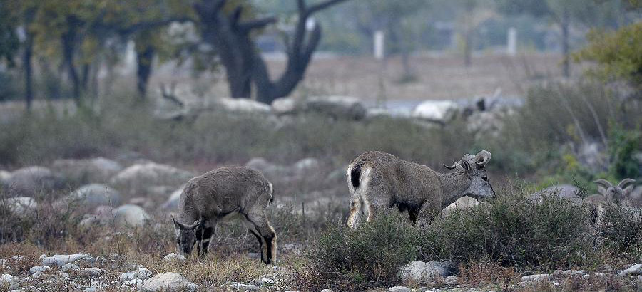 Blue sheep on Helan Mountain in China's Ningxia