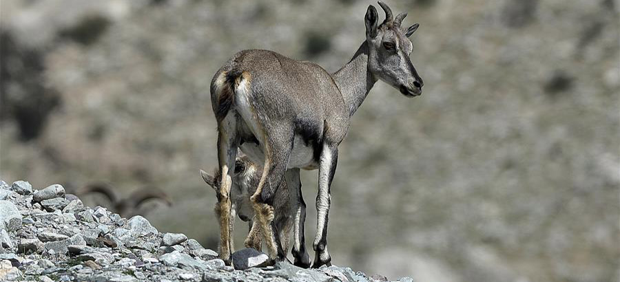Blue sheep search for food in Helan Mountain of NW China's Ningxia