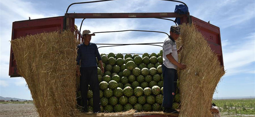 Watermelon planting becomes cornerstone industry in NW China