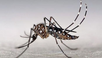 Singapore confirms 26 more cases of locally transmitted Zika infection