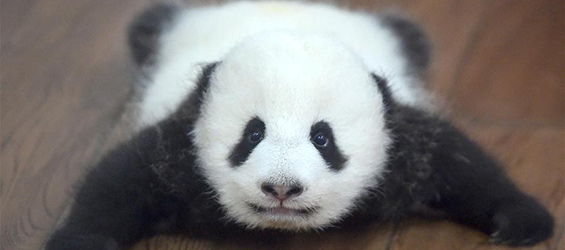 23 giant panda cubs living in "kindergarten" in Chengdu