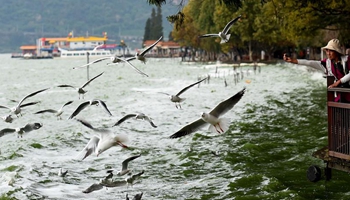 Black-headed gulls fly from Siberia to Kunming for warm weather