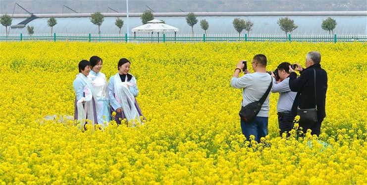 Cole flowers scenery in N China's Hebei