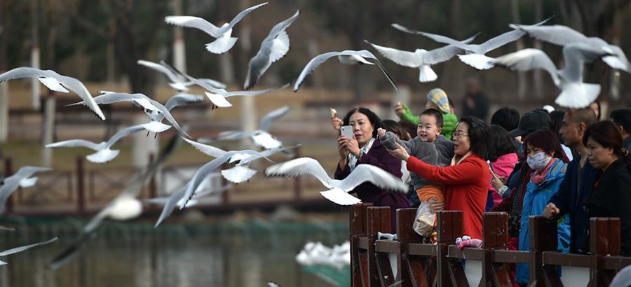 Tourists view black-headed gulls by Yange Lake in NW China city