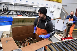 "Small delicacy" and "big business": U.S. lobster exports to China surge