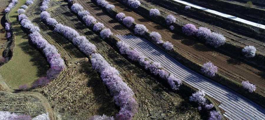 Peach blossoms on terrace fields in Guyuan, NW China's Ningxia