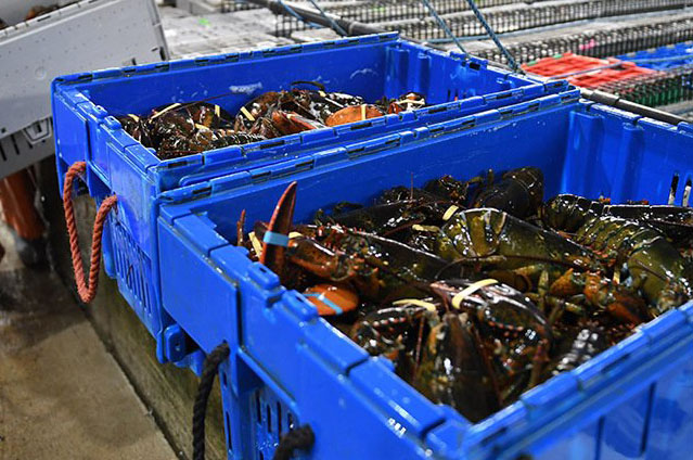 Ireland restores market access for live crab exports to China: minister