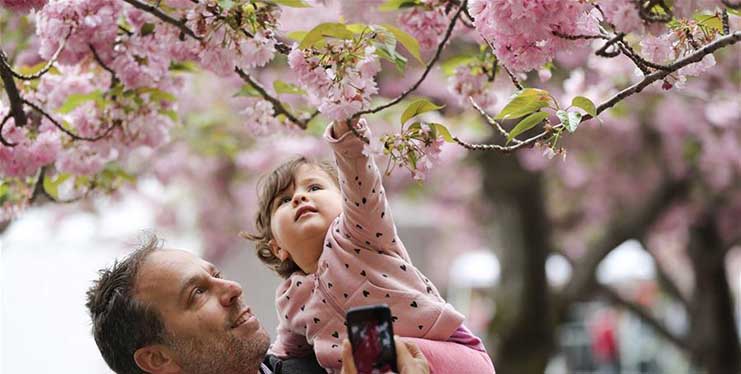 Cherry blossoms in full bloom in New York