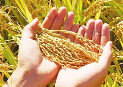 Rice first domesticated in China at about 10,000 years ago: study