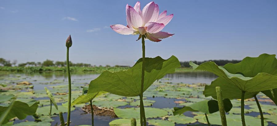 Lotus flower festival opened at park in NW China's Yinchuan