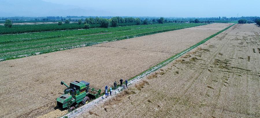 Harvest season for wheat falls at farm in NW China's Ningxia