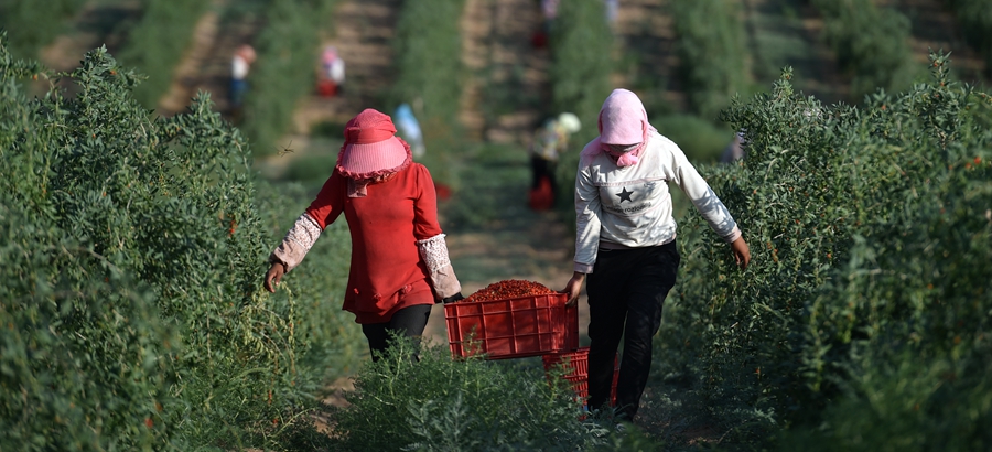 Annual production value of wolfberry hits 13 billion yuan in NW China