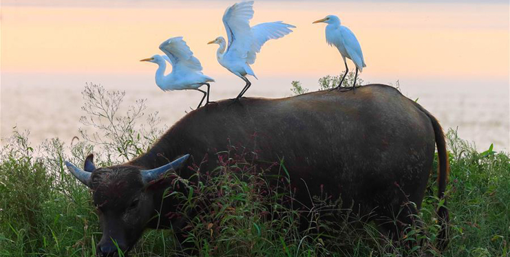 Xinhua – China, World, Business, Sports, Ente