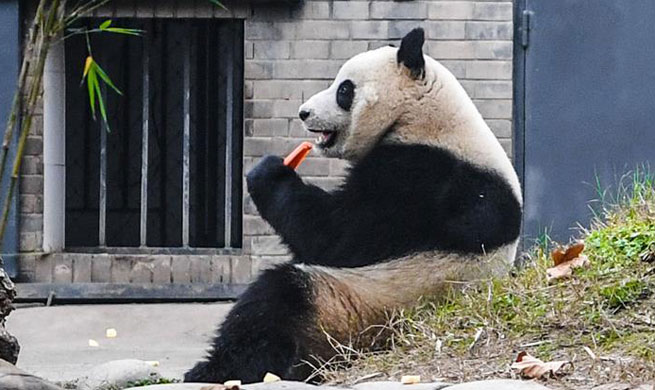 Malaysian-born giant panda meets public after returning home