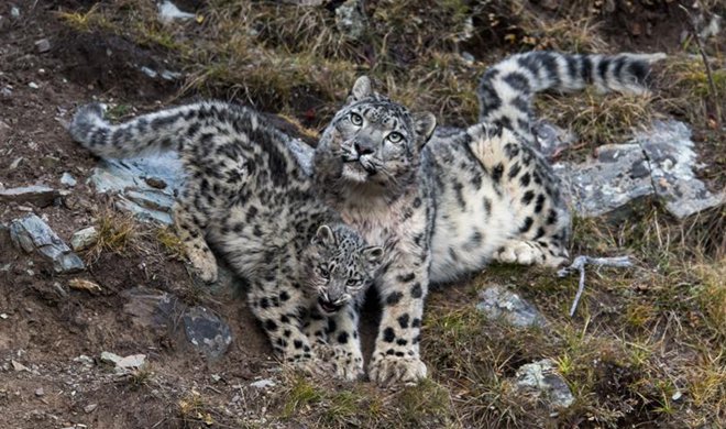 China home to between 2,000 and 2,500 snow leopards