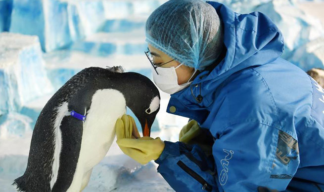 Pic story of Penguin feeder at China’s Harbin Polarland