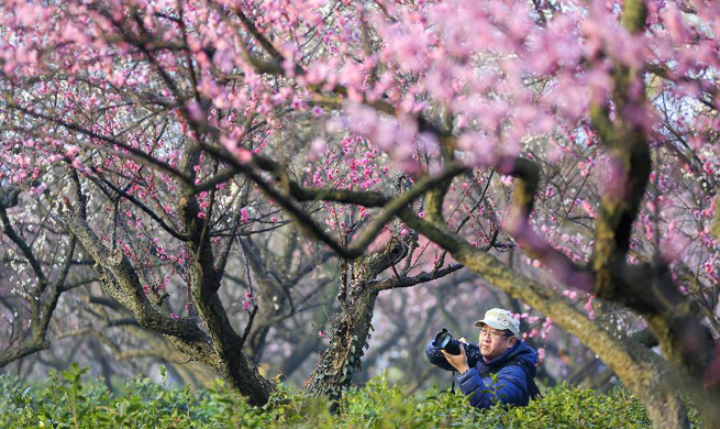 Plum blossoms seen in Nanjing, E China's Jiangsu
