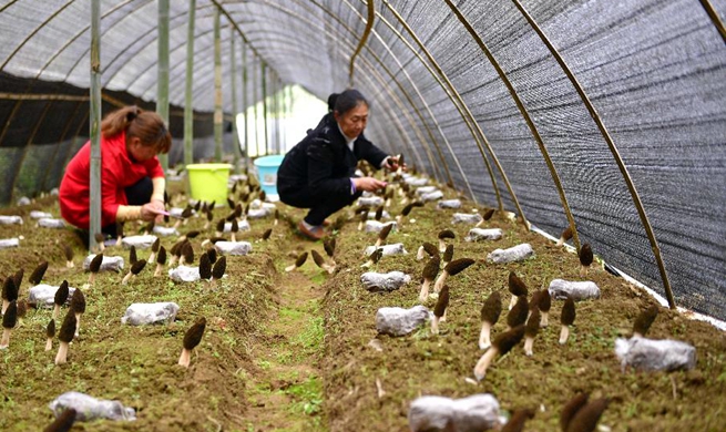 Hubei: Farmers harvest morel mushrooms at greenhouse