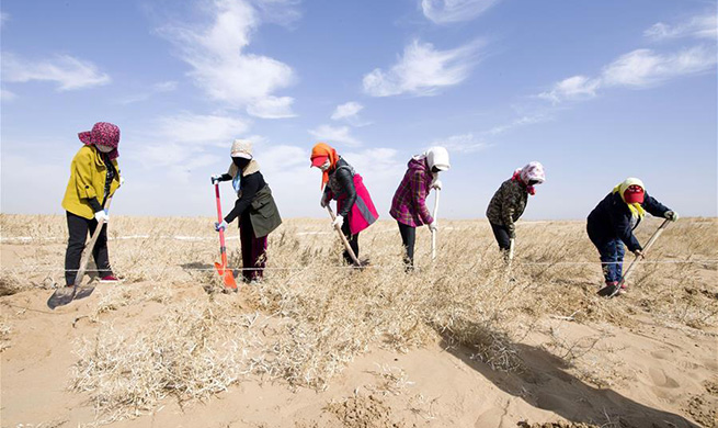 Desert greening work in progress in Bayannur, north China